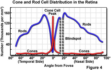 human vision figure4