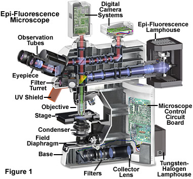 fluorointro figure1