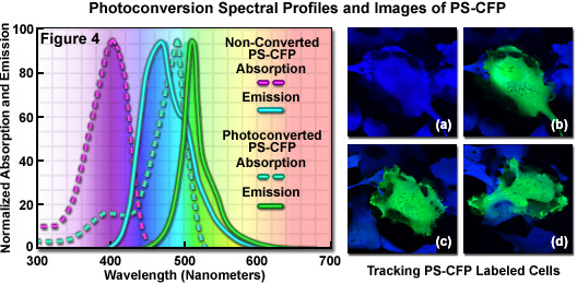 PS-CFP光電轉換光譜和圖片