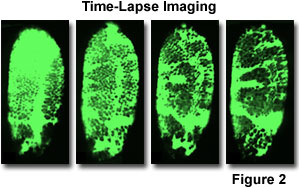 confocal2 figure2