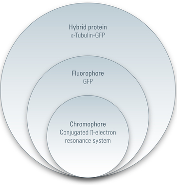 Basic_principles_of_Luminescence_Luminescence-