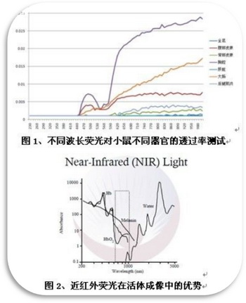 活體熒光成像