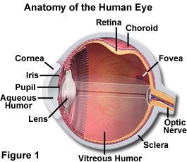 human vision figure1