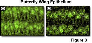 confocal1figure3