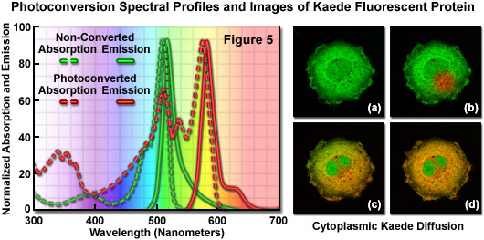 光轉換的光譜分布和Kaede熒光蛋白