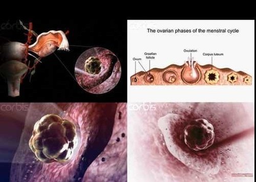 排卵過程示意圖
