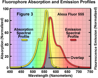 fluorointro figure3