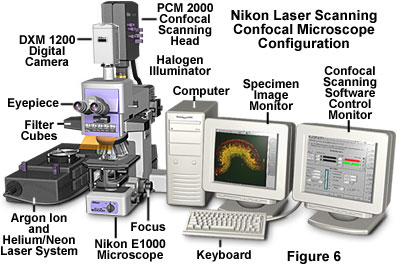 confocal1figure6