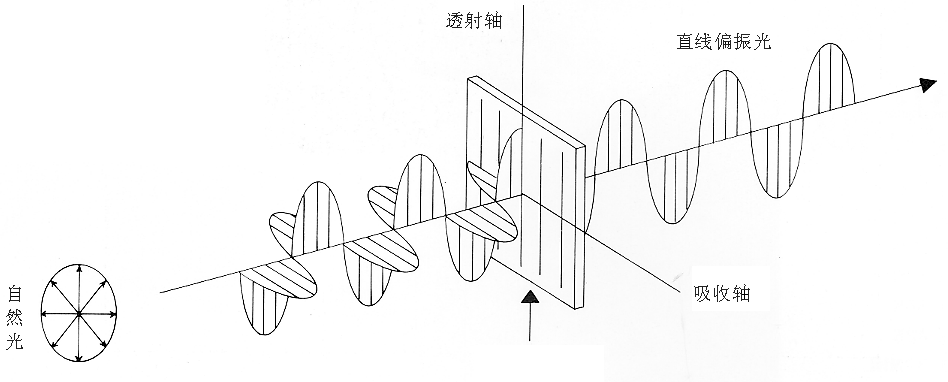 直線偏振光