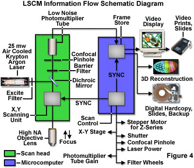 confocal1figure4