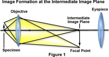 cfi60 figure1