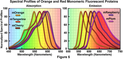 橙色和紅色單體熒光蛋白的光譜