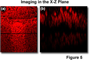 confocal2 figure5