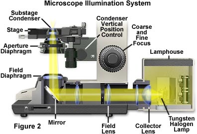 microscope illumination system