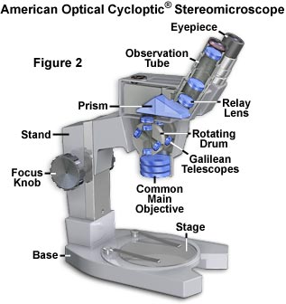 cyclopti