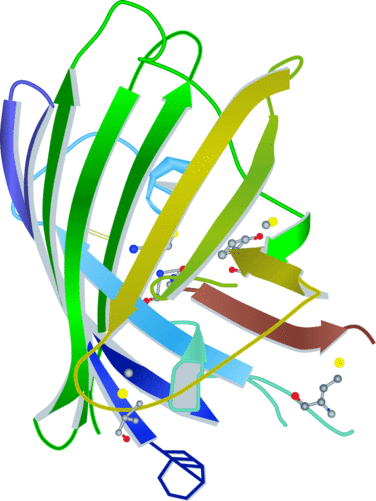 Fluorescent-Proteins