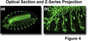 confocal2 figure4