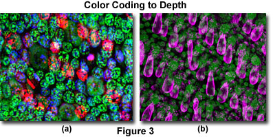 three color figure3