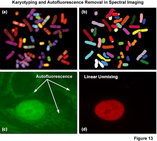染色體核型和自體熒光光譜成像去除
