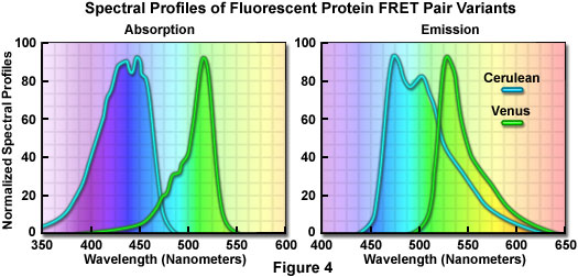 FRET熒光蛋白對變種的光譜
