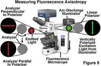 fluorescenceintro figure9