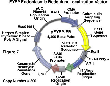 EYFP內質網局部矢量圖