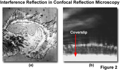 reflectedconfocalfigure2