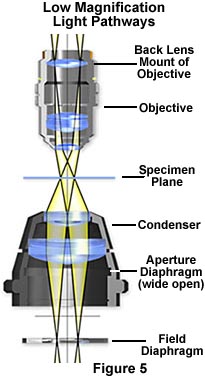 low magnification light pathways