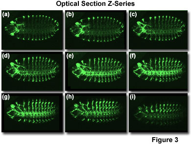 confocal2 figure3