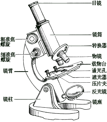 單筒顯微鏡的結構