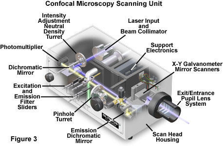 confocalintrofigure3