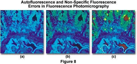 auto fluorescence