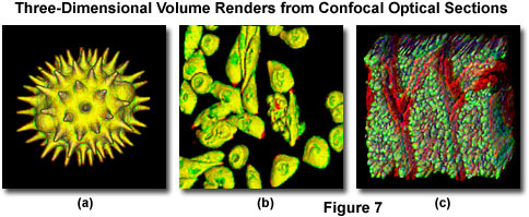 confocalintrofigure7