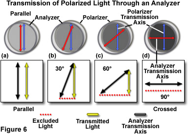 polarized light figure6