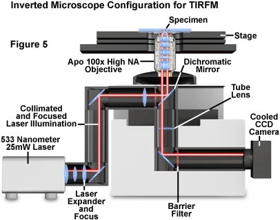 tirf mintro figure5