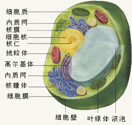 細胞結構