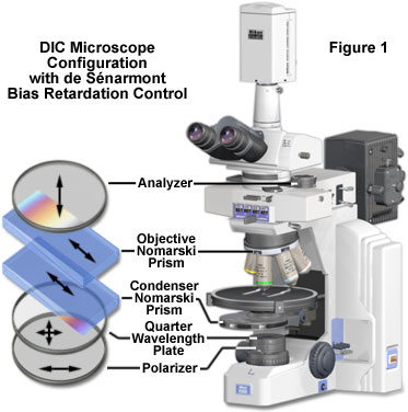 de senarmont intro figure1