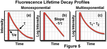 fluorescenceintro figure5