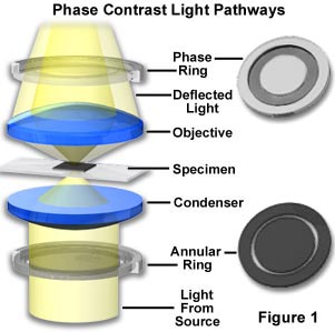 phasepaths