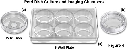 chambers figure4