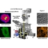 尼康顯微鏡：活細胞成像的光學系統和探測器的要求