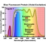 尼康顯微鏡紫外激發塊藍色熒光蛋白（帶通）