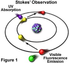 fluo roover view figure1