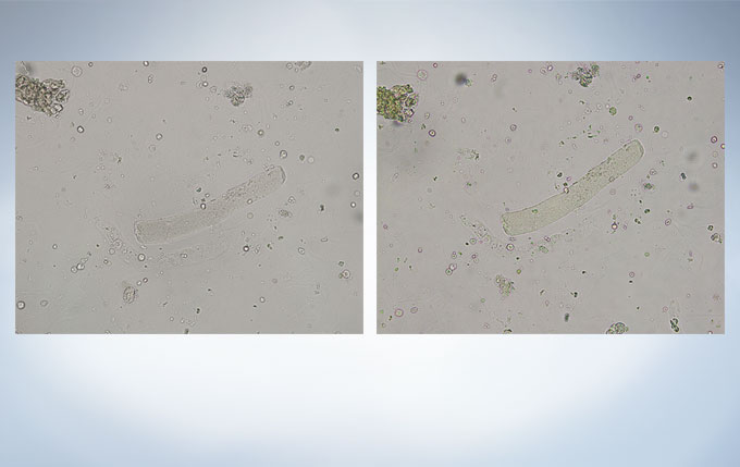 OLYMPUS奧林巴斯 CX33生物顯微鏡 【三目|雙目】-普赫光電