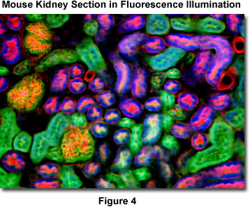 stereo fluorescence figure4