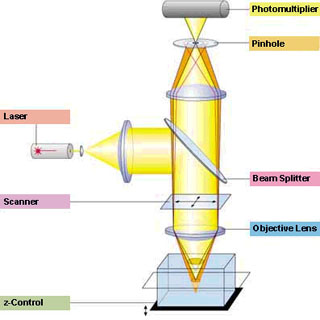 激光掃描共聚焦顯微鏡的原理圖