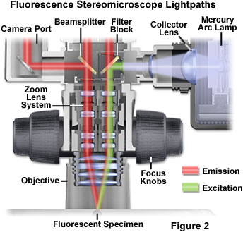 stereo fluorescence figure2