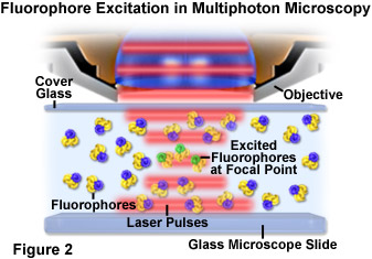 multiphotonintro figure2