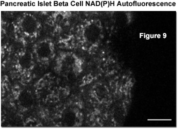 multiphotonintro figure9