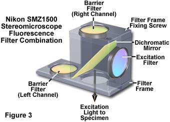 stereo fluorescence figure3